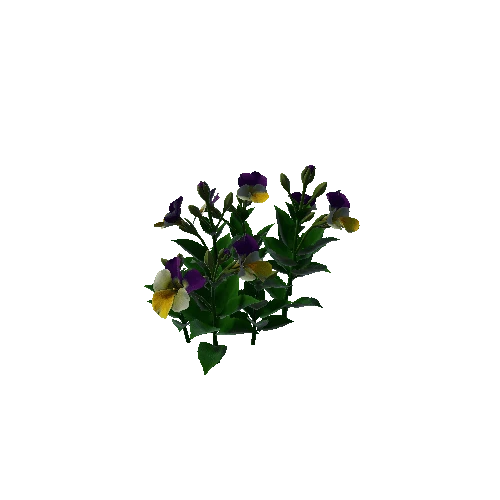 Flower Pansies1 2